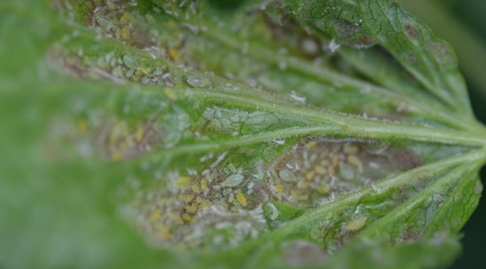 Francja wzywa UE do zakazu importu owoców i warzyw potraktowanych tiakloprydem