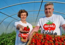 Zbiór truskawek w tunelach rozpoczęte