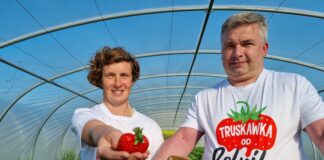 Zbiór truskawek w tunelach rozpoczęte