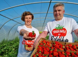 Zbiór truskawek w tunelach rozpoczęte