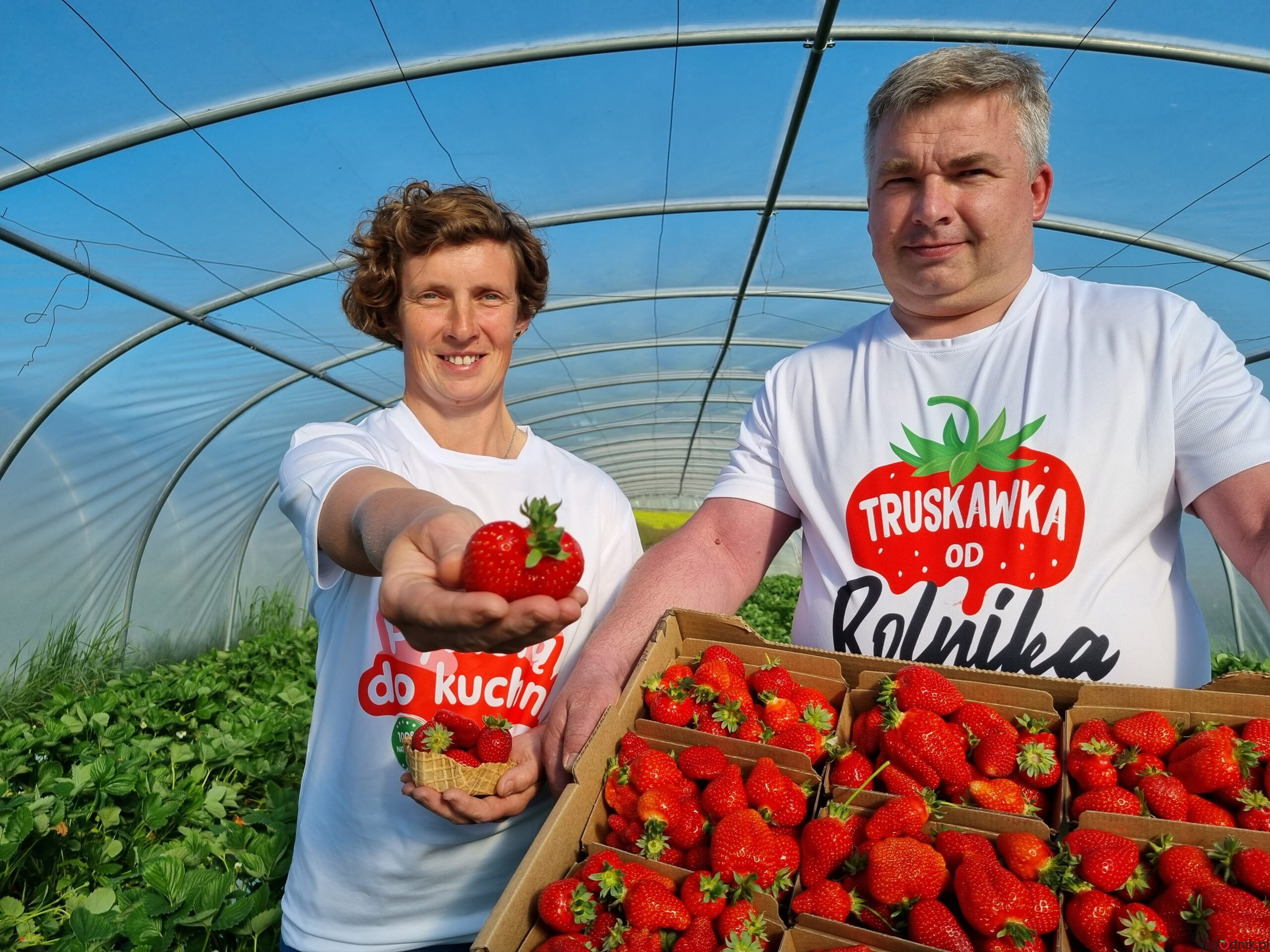 Zbi r Truskawek W Tunelach Rozpocz te Aktualno ci Jagodnik