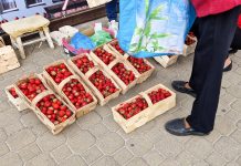Truskawkowa bessa. Ten sezon staje się koszmarem!