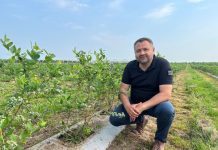 Rola wapnia w budowie wysokiej jakości owoców borówki