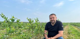 Rola wapnia w budowie wysokiej jakości owoców borówki