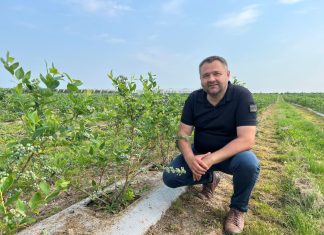 Rola wapnia w budowie wysokiej jakości owoców borówki