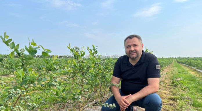 Rola wapnia w budowie wysokiej jakości owoców borówki