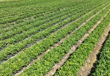 Mrożone owoce coraz droższe