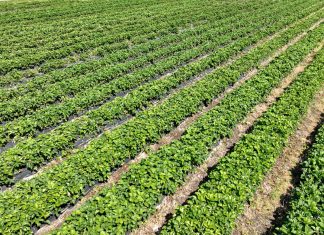 Mrożone owoce coraz droższe