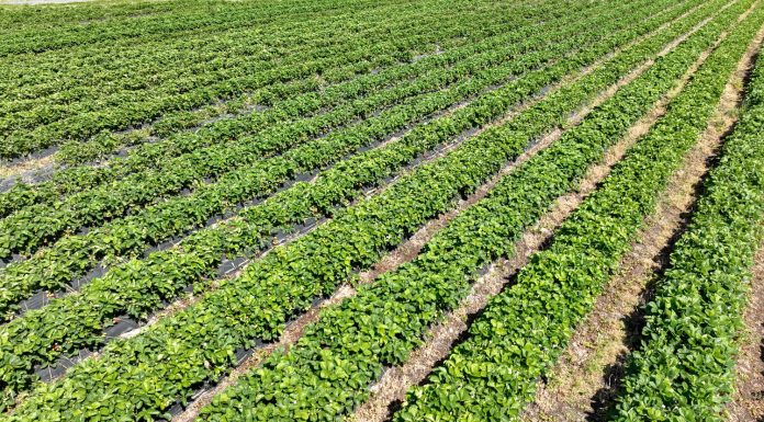 Mrożone owoce coraz droższe