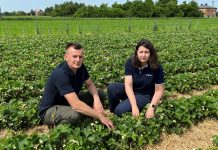 Ochrona truskawek przed szarą pleśnią i antraknozą