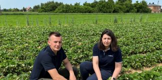 Ochrona truskawek przed szarą pleśnią i antraknozą