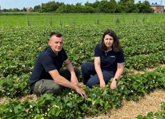 Ochrona truskawek przed szarą pleśnią i antraknozą
