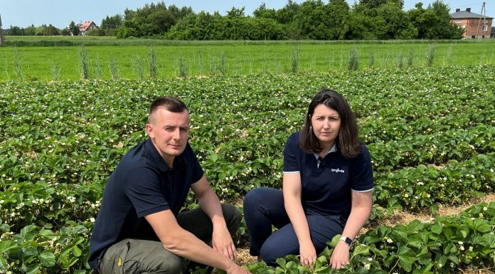 Ochrona truskawek przed szarą pleśnią i antraknozą