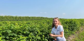 Żywienie malin przed i w trakcie wegetacji