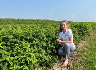 Żywienie malin przed i w trakcie wegetacji