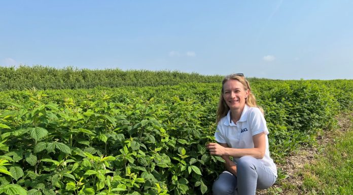 Żywienie malin przed i w trakcie wegetacji