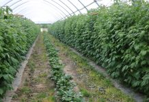 Wpływ podłoża węglowego na wzrost i plonowanie malin