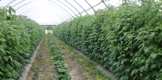 Wpływ podłoża węglowego na wzrost i plonowanie malin