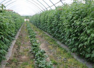 Wpływ podłoża węglowego na wzrost i plonowanie malin