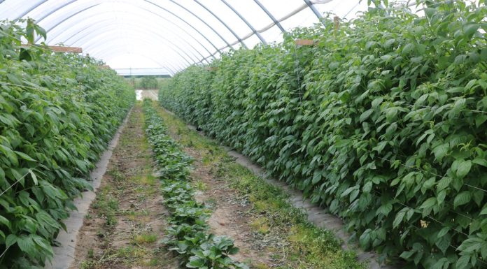 Wpływ podłoża węglowego na wzrost i plonowanie malin