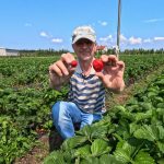 Duże truskawki do końca zbiorów. Jak to zrobić?