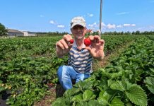 Duże truskawki do końca zbiorów. Jak to zrobić?