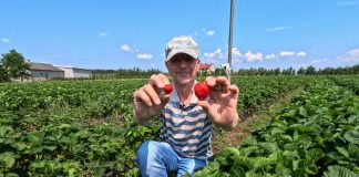 Duże truskawki do końca zbiorów. Jak to zrobić?