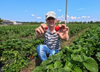 Duże truskawki do końca zbiorów. Jak to zrobić?