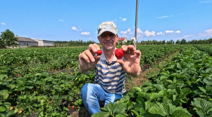 Duże truskawki do końca zbiorów. Jak to zrobić?