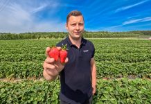 Taka plantacja truskawek to marzenie w tym sezonie