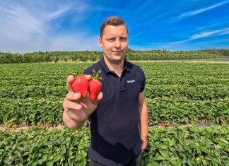 Taka plantacja truskawek to marzenie w tym sezonie