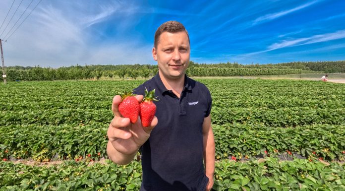 Taka plantacja truskawek to marzenie w tym sezonie