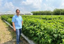 Jak i czym nawozić maliny latem?