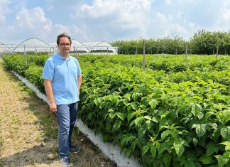 Jak i czym nawozić maliny latem?