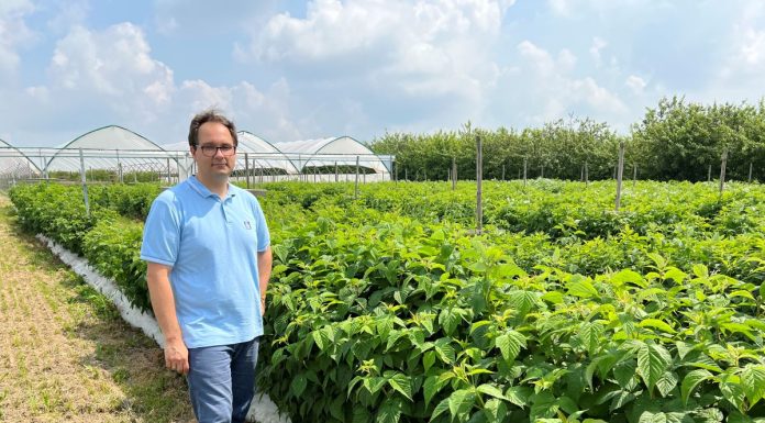 Jak i czym nawozić maliny latem?