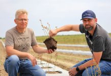 Jak sadzić borówki i maksymalnie wykorzystać potencjał sadzonek