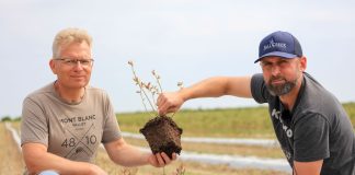 Jak sadzić borówki i maksymalnie wykorzystać potencjał sadzonek