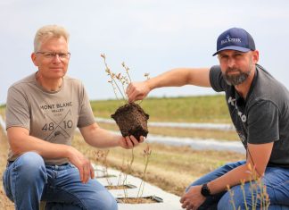 Jak sadzić borówki i maksymalnie wykorzystać potencjał sadzonek
