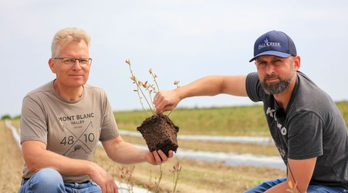Jak sadzić borówki i maksymalnie wykorzystać potencjał sadzonek