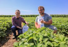 Nawożenie truskawek w czasie upałów – fertygacja i nawożenie dolistne