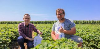 Nawożenie truskawek w czasie upałów – fertygacja i nawożenie dolistne