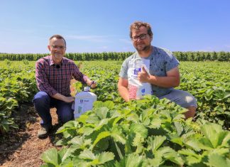 Nawożenie truskawek w czasie upałów – fertygacja i nawożenie dolistne