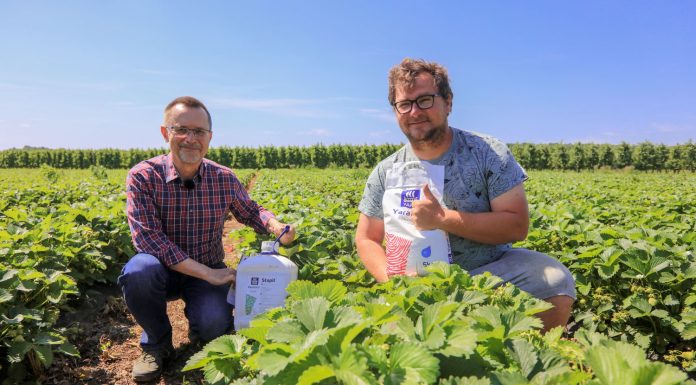 Nawożenie truskawek w czasie upałów – fertygacja i nawożenie dolistne