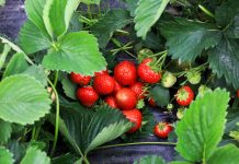 Ochrona truskawek w czasie zbiorów bez ryzyka pozostałości