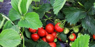 Ochrona truskawek w czasie zbiorów bez ryzyka pozostałości