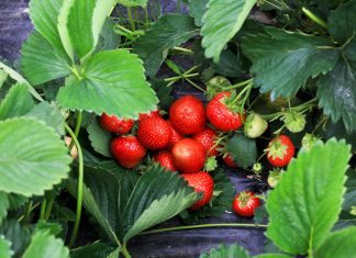 Ochrona truskawek w czasie zbiorów bez ryzyka pozostałości