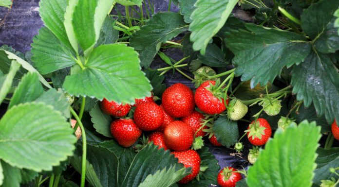 Ochrona truskawek w czasie zbiorów bez ryzyka pozostałości