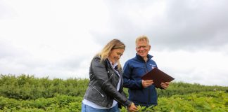 Te produkty warto wykorzystać w nawożeniu malin