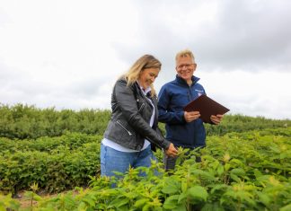 Te produkty warto wykorzystać w nawożeniu malin