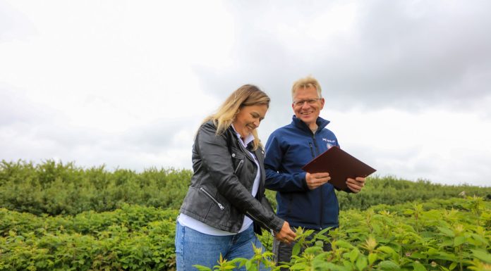 Te produkty warto wykorzystać w nawożeniu malin